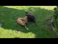 Pharaoh Hound vs Brown Lab の動画、YouTube動画。