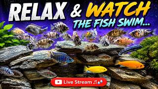 Download Lagu African Cichlids in Action | Peaceful Aquarium Live Stream #183 Download Lagu African Cichlids in Action | Peaceful Aquarium Live Stream #183