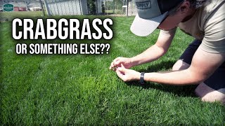 Is This CRABGRASS or Something Else??