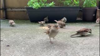 Suara Burung Pipit Live - TV Burung - Pengamatan Burung. @sairaskitchen3700