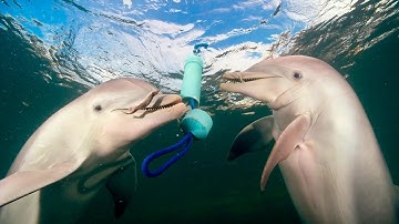 James Nestor: New Approaches to Cracking the Communication of Whales and Dolphins | Bioneers 2016