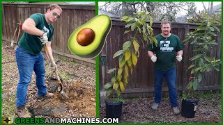 Avocado Tree Transplanting Timelapse