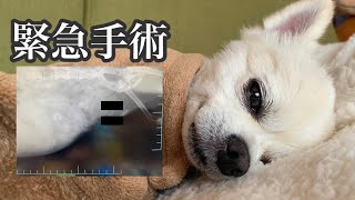 【緊急手術】心の準備なんて出来ないまま…