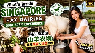 What's Inside Singapore Hay Dairies Goat Farm Experience Feeding Milking Process 走进新加坡山羊农场体验喂养和挤奶过程