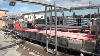 IFT WASHING TOMATO LINE