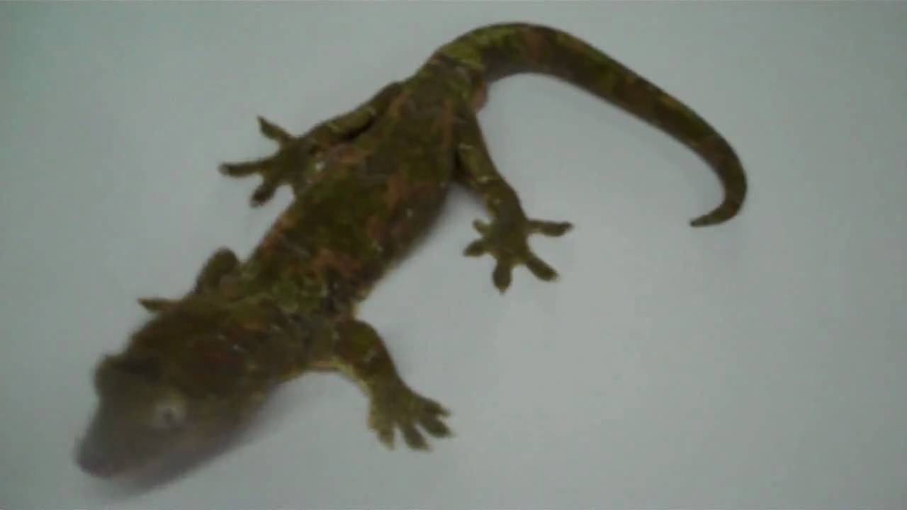 tarantula spider VERY RARE ADULT CHAHOUA GECKO