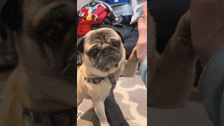 Dog Training FAIL!  #pug #dog #funnydogs #pugdog #shorts #youtubeshorts