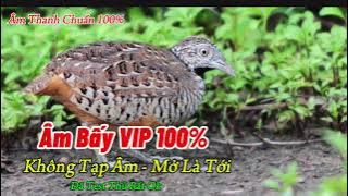 Tiếng Chim Cút Mồi Chuẩn Không Tạp Âm - File MP3 Chuẩn Nhất 100%