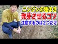 ニンジンの種まきの注意点　絶対発芽させるポイント　おすすめ品種も