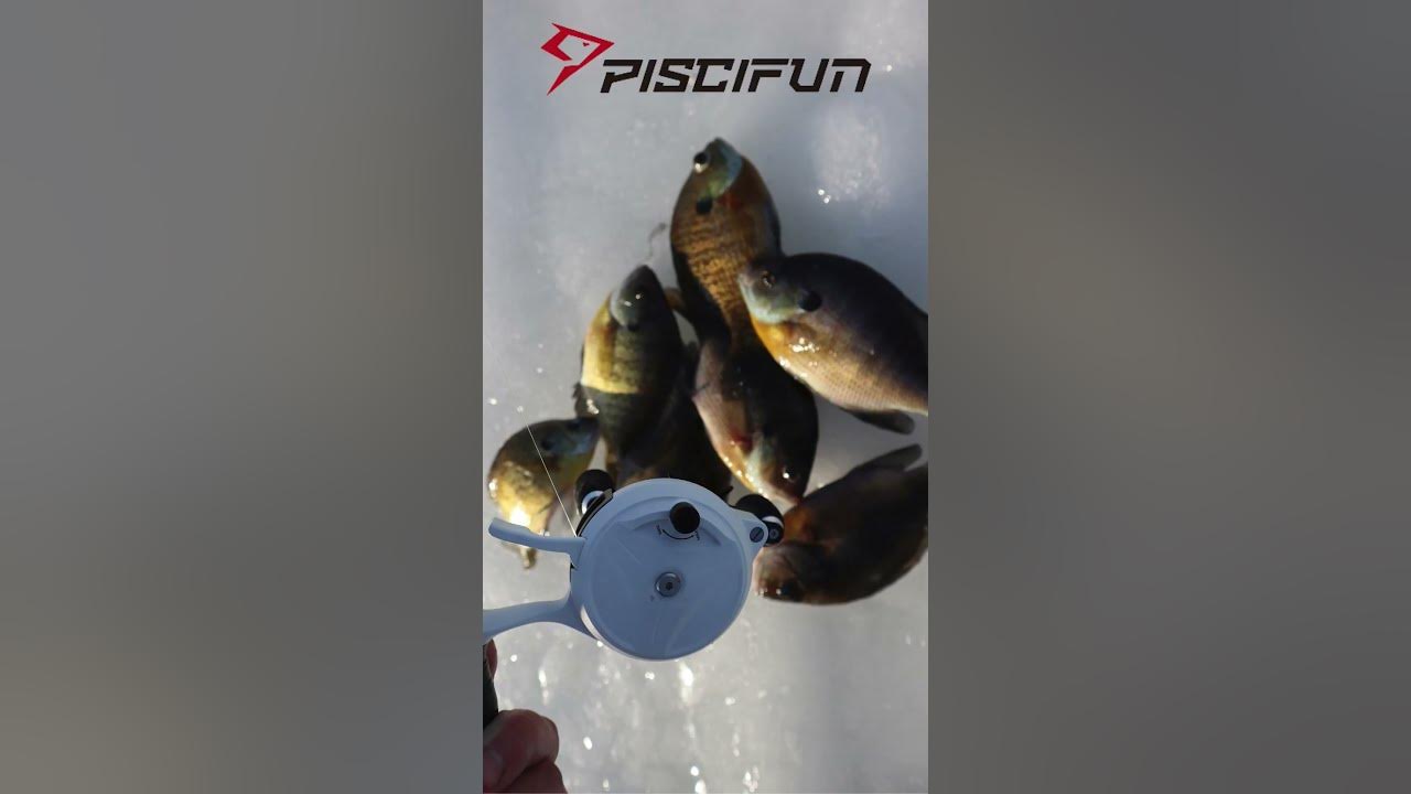Spinning Reel or Inline Reel? Our Two Favorite Piscifun Reels #shorts  #icefishing #fishing2023 