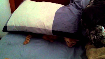 Spastic kitten hides under pillow