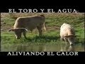 El Toro y El Agua, Alivinado El Calor