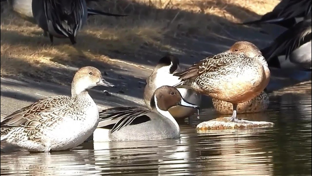 The Pintails Loop : Takeoff, Swim, and a Returen to Quiet Shores