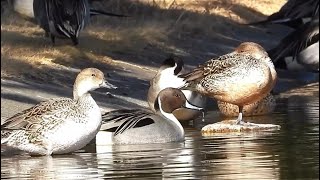 The Pintails Loop : Takeoff, Swim, and a Returen to Quiet Shores