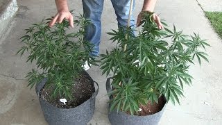 Outdoor Soil vs Coco Hydroponics Vegetative Cycle Results