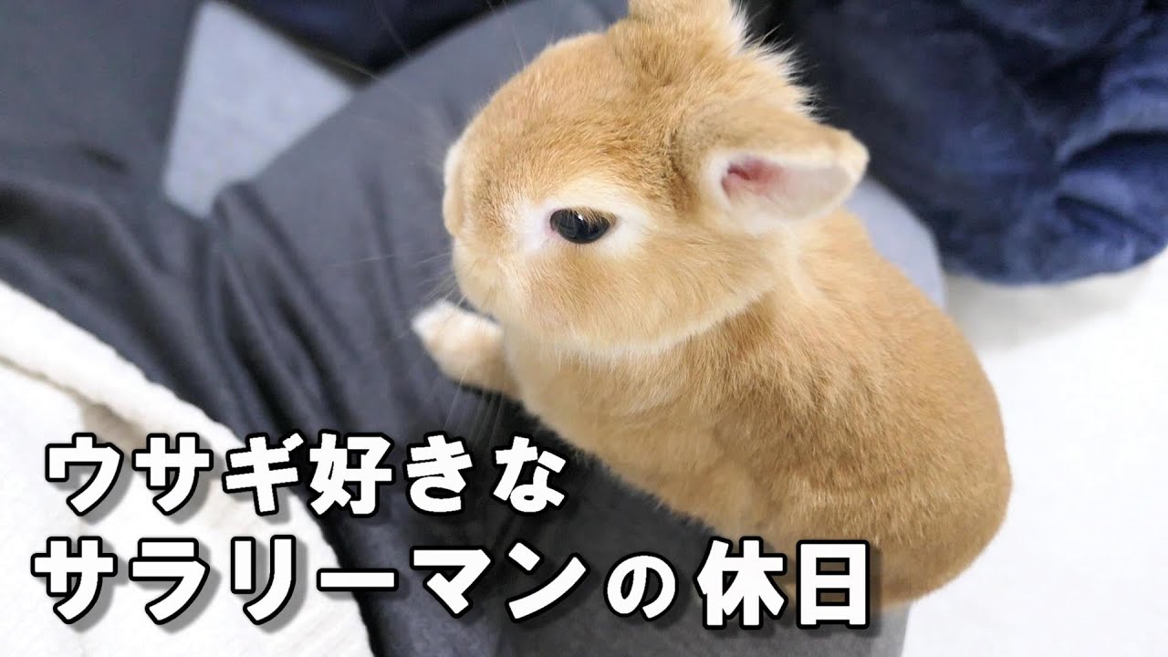 ウサギとコタツで優勝する休日のサラリーマン - YouTube