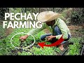 Pechay farming paano magtanim ng pechay farming