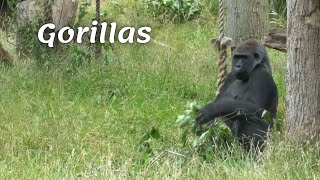 Gorillas are a genus of the largest human-like mammals, from the Lydinov family.