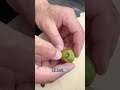 用腳踩出來的果子,最終竟能戴在手上,你見過嗎#奇聞趣事 #科普 #有趣的冷知識