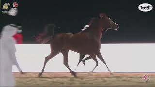 N.194 AMONAT ALMATLAEI  Al Dhafrah Arabian Horse Championship 2021  Mares 46 Years Old (Class...