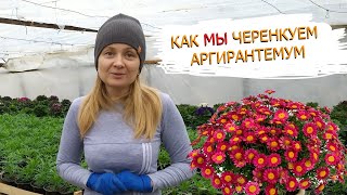 ПРОВЕРЕННЫЙ НАМИ СПОСОБ ЧЕРЕНКОВАНИЯ АРГИРАНТЕМУМА