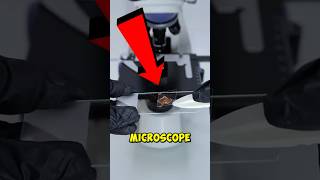 She Put Nutella Under a Microscope… What She Saw Was SHOCKING! 😱🔬 #viral #shorts #trending