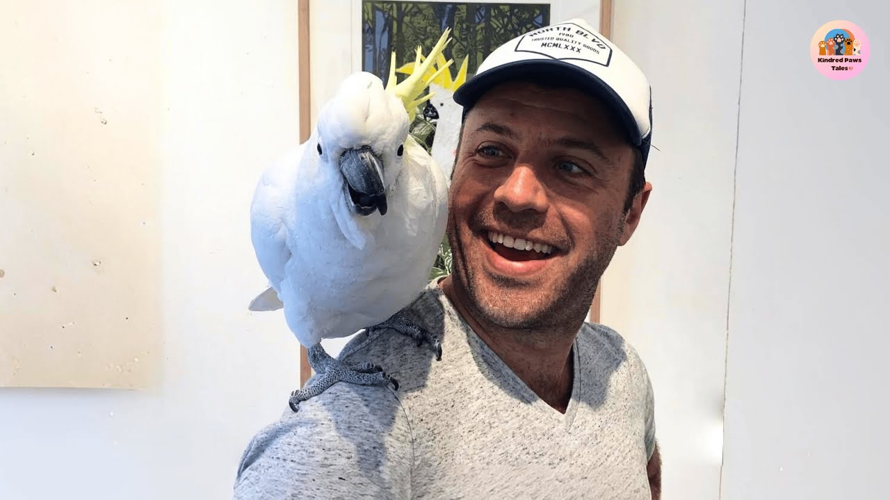 The Shocking Truth Behind Casper The Cockatoos Wild Abandonment Youtube