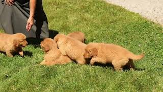 Esta Yoder's Golden Retriever Puppies 426