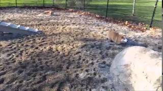November Boston Corgi Meetup