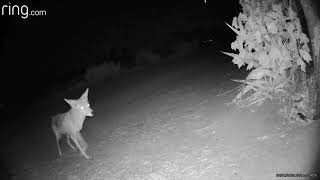 Coyote Respond Point