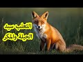 أسرار الثعلب سيد الحيلة والمكر في عالم الحيوان 