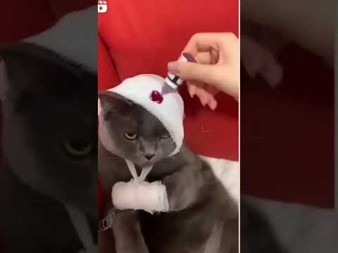 Very Cute Cat #shorts #trending #viral #youtubeshorts #short #tiktok