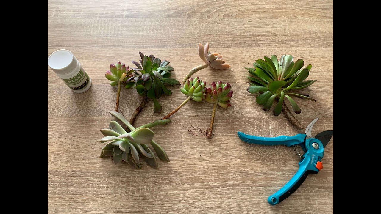 Bouturage de succulentes : Techniques simples pour les dbutants