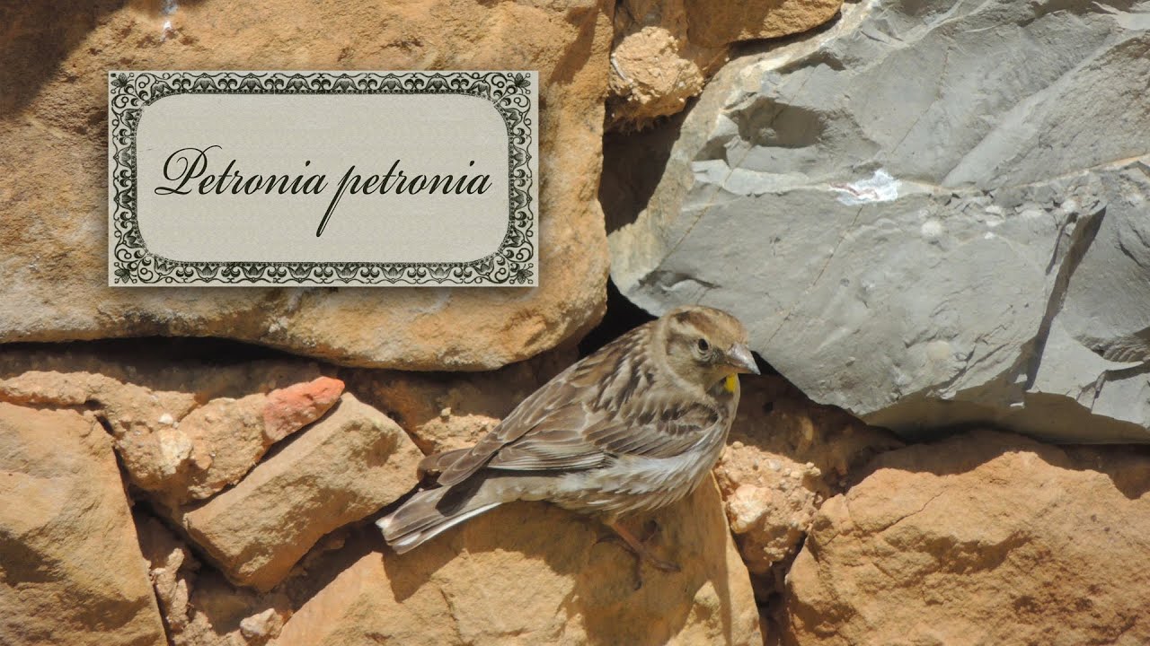 Rock sparrow song | sunrise in the Spanish countryside