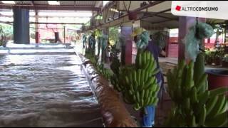 Cosa si nasconde dietro la produzione di banane