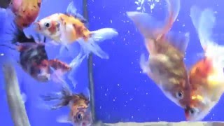 Rosie's Peculiar Fishies!