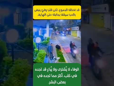 كلب شجاع ي حبط محاولة سرقة خطيرة وينقذ صاحبه من عصابة مسلحة