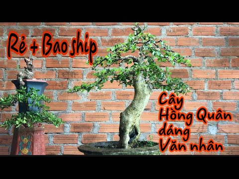 Video Bonsai Trường Thi (tối 1/6/21), Cây Hồng Quân trực lắc... - youtube