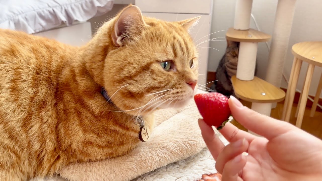 猫にいちごをあげてみたらまさかの #猫 #マンチカン - YouTube