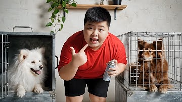 Capybara và cuộc đua chó siêu tốc độ #capybara