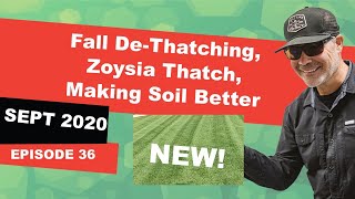 Thatch In All Grasses | Improving Clay Soil | Zoysia Seed | LAA 36