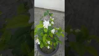 मोगरा | Jasmine plant  बस एक बार डाल दो फूलों की बारिश होने लगेगी || Jasmine Plant|