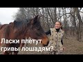 Ласки плетут гривы лошадям?