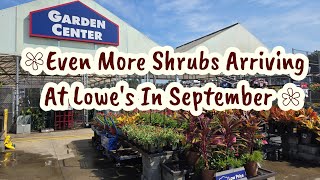 More New Shrubs Rollin' In At Lowe's Garden Center In September. Beautiful Plants 🪴 🌼 🌸 🌻 