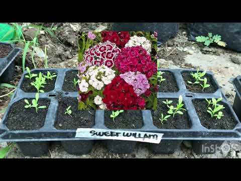 Video: Pagtatanim ng Mga Buto ng Carnation - Paano Palaguin ang Bulaklak ng Carnation