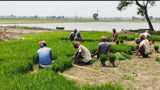 الهند 🇮🇳⁩ وبداية زراعة شتلات🌾 الأرز البسمتي الهندي لعام  2022 من قلب الهند & بنجاب