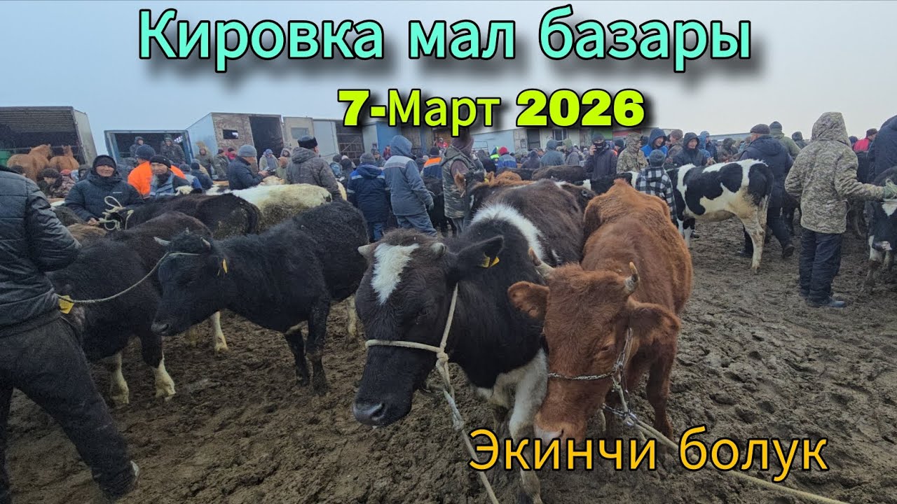 Кировка мал базары 7-Март 2025 экинчи болук 