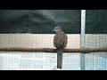 Perkutut Bangkok Suara Engkel Cocok Untuk Masteran Full isian(.mp3 .mp4) Mp3 - Mp4 Download