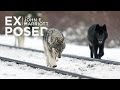 Balancing Tourism with Conservation in Banff National Park | EXPOSED Conservation | EP 09