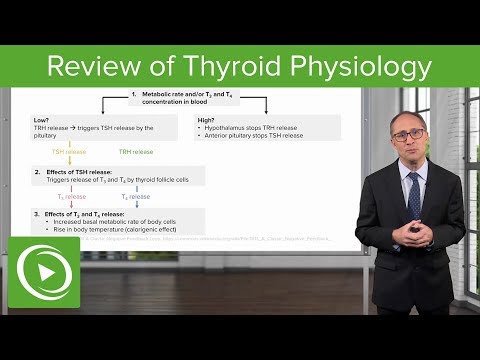 Review of Thyroid Physiology – Endocrinology | Lecturio